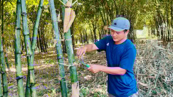 Trồng loại cây 'ăn' được cả mầm non, cây già, đến gốc cũng bán tốt, dân Bình Phước 'bỏ tiền vô túi'
