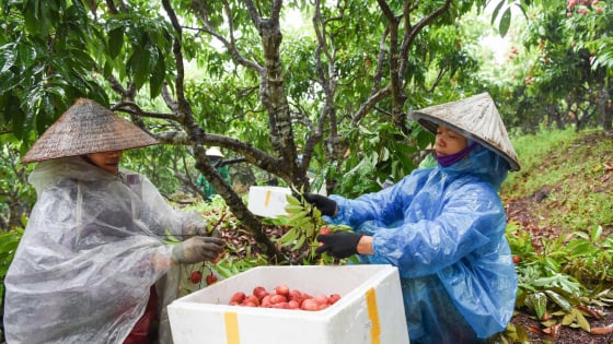 Vải chín sớm Bắc Giang xuất ngoại đi Nhật Bản, Mỹ... giữ giá bán cao, gấp đôi giá bán cho thương lái ở điểm cân