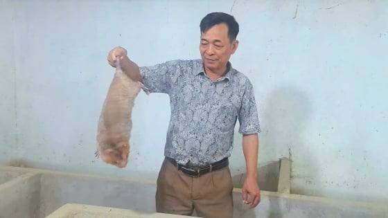 'Vua dúi' đất Sơn La chia sẻ bí kíp 'tác thành' cho đôi dúi, cho ở chung khi nào thấy chúng bất hòa là thành công