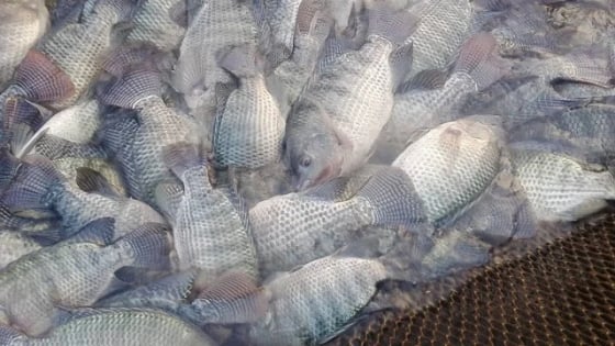 Thứ cá rẻ tiền này xuất xứ Thái Lan, nuôi dày đặc trong ao tôm ở Sóc Trăng, bắt 50 tấn, bất ngờ bán hết veo