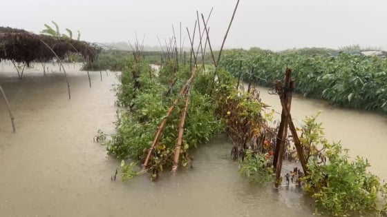 Clip: Mưa lớn gây ngập lụt nhiều nơi ở Đà Nẵng, nông dân làng rau La Hường mất trắng