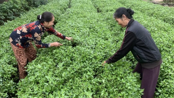 Cả làng này ở Nghệ An 'thơm ngày thơm đêm' bởi trồng thành công rau gia vị gì?