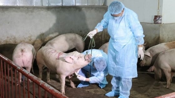 UBND tỉnh Nam Định ban hành công văn quan trọng liên quan đến nông nghiệp-môi trường trước sáp nhập Hà Nam, Ninh Bình