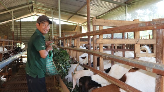 Sáp nhập TP HCM, Bình Dương, đây là vật nuôi đang tăng giá tốt nhất ở Bà Rịa-Vũng Tàu, hễ bán nhiều là trúng lớn