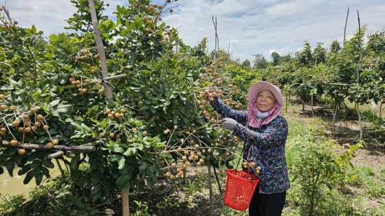 Cần Thơ trồng thành công các loại quả ngon nổi tiếng trước ngày 'đón' tỉnh Sóc Trăng, Hậu Giang