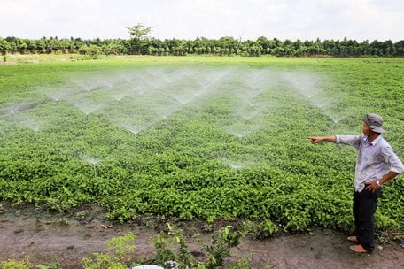 Tỷ phú Vĩnh Long là một anh nông dân trồng thứ rau thơm tốt um ngoài đồng, cắt bao nhiêu bán hết bấy nhiêu, bán rau mua vàng