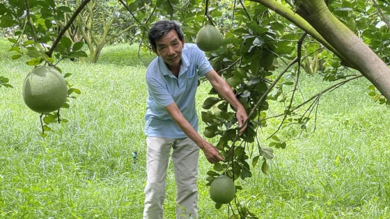 Một ông nông dân có 100ha đất trồng cây đặc sản, vậy đã là tỷ phú Bình Dương?