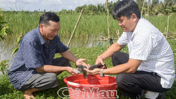 Nuôi cá đồng kết hợp trồng bồn bồn, mô hình rõ hay ở Cà Mau, nhưng hễ sơ hở là bị chích điện trộm cá liền