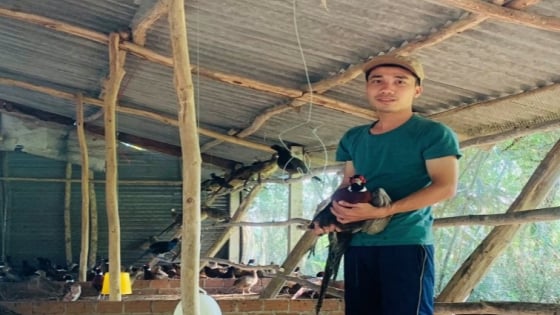Loài chim sách Đỏ nuôi thành công ở Phú Yên như nuôi gà ta, cứ bán 1 cặp cầm 2 triệu đồng