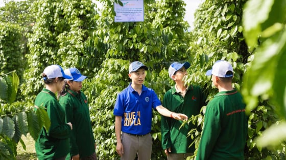 Nông dân trồng tiêu “mặc áo giáp” cho đất bằng cỏ dại, 'mời” thiên địch vào vườn, làm ra hạt tiêu giá tiền triệu/kg
