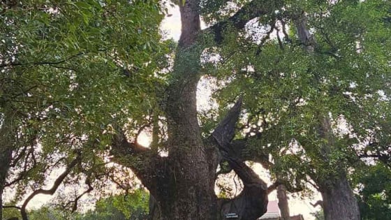 Sáp nhập tỉnh Bắc Giang, Bắc Ninh có cây cổ thụ hoành tráng lớn nhất Việt Nam, đó là giống cây gì?
