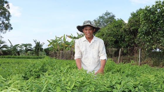 Loại rau 'mì chính' này trồng tốt um cản chả kịp ở Bà Rịa-Vũng Tàu, ăn ngọt như nước ninh xương, hễ cắt bán là hút hàng