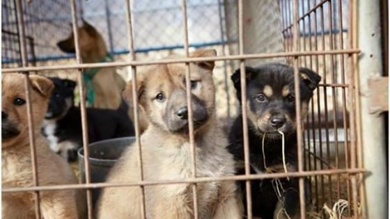 Sát hại hàng trăm con chó bằng điện, người đàn ông Hàn Quốc bị điều tra