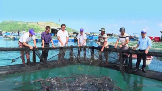 Nuôi cá đặc sản to bự dày đặc ngoài biển Quảng Ngãi, bắt bán 180.000 đồng/kg