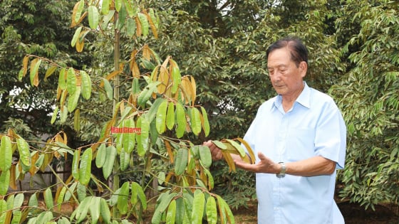Vườn thực hành tốt ở Hậu Giang, vì sao nói, cây tỷ đô-sầu riêng, cây đặc sản đừng trồng theo kiểu 'ăn xổi ở thì'?