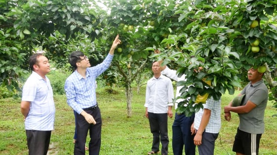 Nông dân vùng này ở Lai Châu đổi mới tư duy trồng lê, mở đường giảm nghèo bền vững