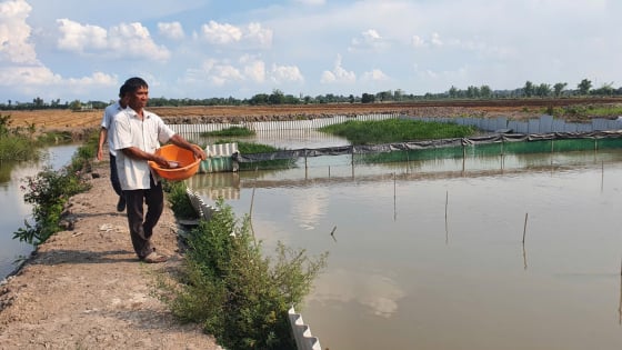 Con đặc sản ham lặn ngụp, dễ nuôi, ở Long An cứ bắt lên bán là hết veo