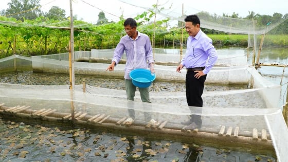 Dưới cá rô 'chạy' hàng đàn, trên ếch nhảy chồm chộp, kiểu nuôi con đặc sản bình dân này ở Kiên Giang cho thu nhập gấp đôi