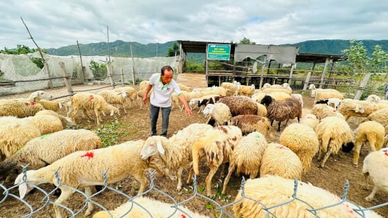 Giờ phút sáp nhập tỉnh Lâm Đồng, Đắk Nông đến gần, ở nơi này của Bình Thuận nuôi cừu, nuôi dê, trồng táo kiểu nông nghiệp tuần hoàn