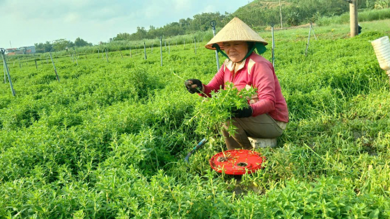 Đây, thứ rau thơm ngỡ như rau dại, dính tí nước tốt um ngoài đồng Phú Yên, cứ cắt lên khỏi bờ là bán hút hàng