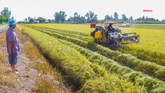 Nông dân trồng lúa Hậu Giang bị “cò lúa” đề nghị hạ giá thu mua từ 100-300 đồng/kg so với giá đã nhận tiền cọc