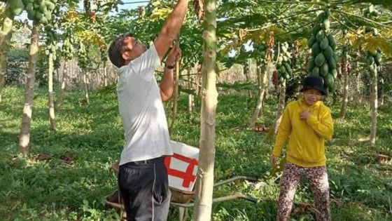 Trồng đu đủ ở xã này của Bà Rịa-Vũng Tàu kiểu gì mà đạt luôn chất tiêu chuẩn toàn cầu, dân có thu nhập tốt hơn hẳn?