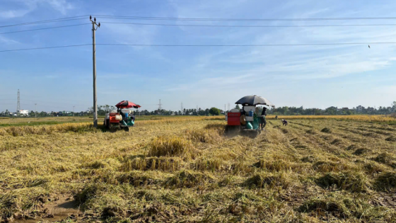 Lúa Xuân ở Hải Phòng năng suất thế cao hay thấp mà nhà nào cũng phấn chấn gặt kiểu 'xanh nhà hơn già đồng'?