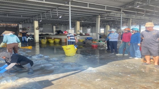 Bắt con động vật nhuyễn thể không xương, trong suốt về chế ra đủ món đặc sản, dân Hải Phòng cứ ra khơi là vớt hàng tấn