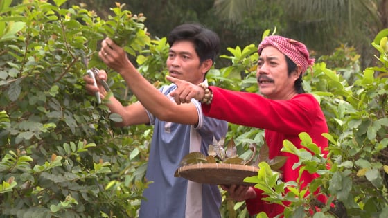 3 ngày nữa là sáp nhập tỉnh Long An, Tây Ninh có loại rau rừng đặc sản, nông dân trồng thành công, hễ bán là hết