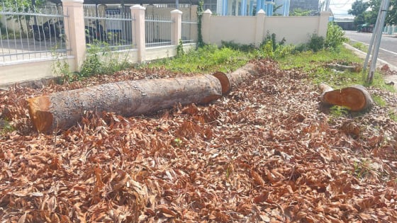 Cưa bán hàng loạt cây xanh trong trụ sở phường trước ngày sáp nhập ở Gia Lai: Chuyển cơ quan điều tra nếu vi phạm