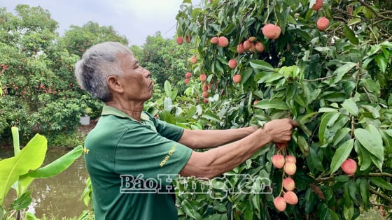Giờ phút sáp nhập tỉnh Thái Bình, Hưng Yên có loại quả đặc sản gì 'đã lên máy bay' của một hãng hàng không Việt Nam?