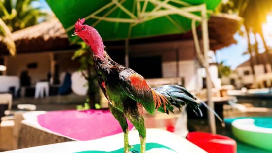 Chú gà chọi giá 1 tỷ đồng: Vụ chuyển nhượng gây sốc giới mê đá gà