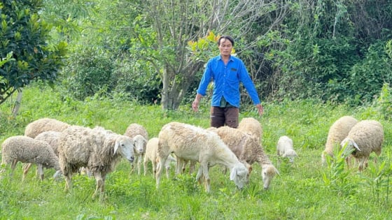 Nuôi loài thú chịu được nắng nóng, nông dân một xã miền núi của tỉnh Lâm Đồng mới đã có thu nhập ổn định