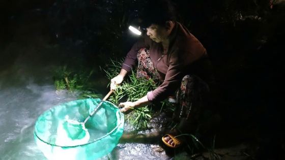 Ở một nơi của Phú Yên, hễ cứ tới mùa nào thì dân kéo nhau đi bắt cá chình giống ví như 'mầm nhân sâm'?