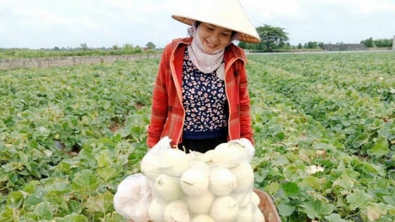  Một ngày trước sáp nhập Hải Dương, ở Hải Phòng nông dân trồng loại quả ngon đang bước vào vụ thu hoạch