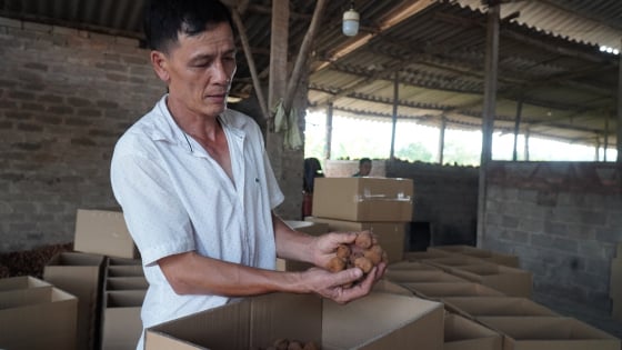 Vất vả hoàn thiện thủ tục thuế, tiểu thương sấy vải thiều ở Bắc Giang mong muốn được tạo thuận lợi