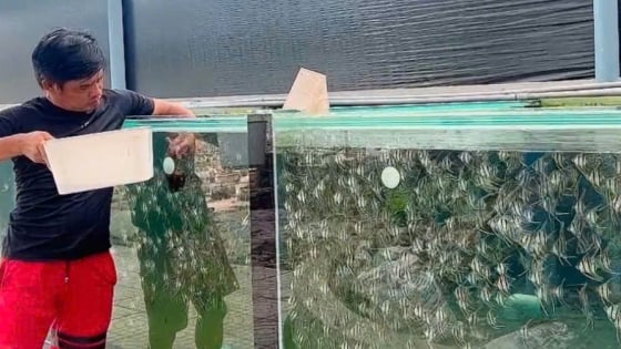 Tỷ phú Bình Dương là một ông nông dân nuôi thứ cá cho thiên hạ giải trí