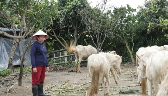 Một nông dân Thái Bình nuôi ngựa bạch, cá rô phi thành công trước ngày tỉnh này sáp nhập Hưng Yên