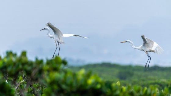 Một khu rừng ở thành phố lớn nhất tỉnh Quảng Ninh có loài chim hoang dã đang đẻ trứng la liệt
