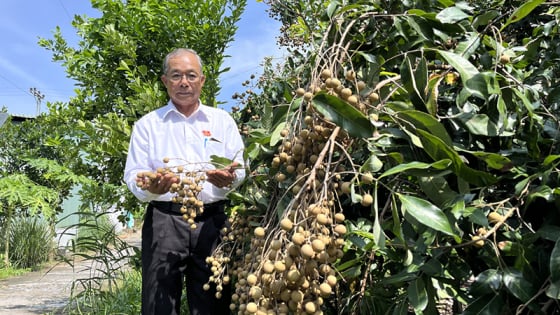 Một ông giám đốc nông dân Đồng Tháp nuôi cá dày đặc, trồng nhãn ngon, bán 100 tấn nhãn/tháng, 5.000 tấn cá/năm