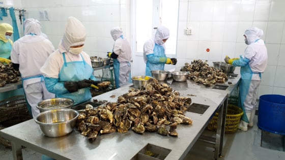 Thứ ngon đặc sản Quảng Ninh làm từ thịt con vật nằm im cả đời dưới biển