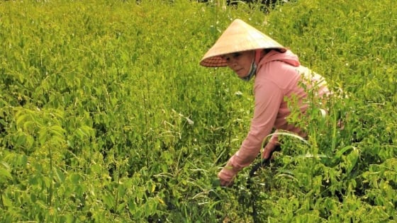 Thứ rau ngon dính tí nước tốt um, nhai ngọt như mì chính, trồng có 4 sào ở Bà Rịa-Vũng Tàu mà cầm cục tiền to