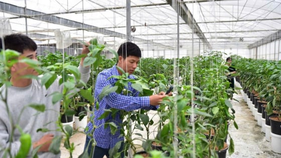 Nông dân tỷ phú Sơn La “bắt nhịp” công nghệ, anh nông dân rủ cả HTX cùng chuyển đổi số, làm nông nghiệp công nghệ cao, trồng quả trái vụ