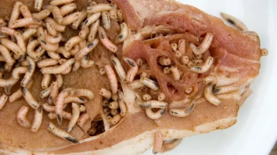 Như phim kinh dị: Giòi ăn thịt sống trỗi dậy, Mỹ thả hàng tỷ ruồi vô sinh để ngăn 'quái vật ký sinh' lây lan