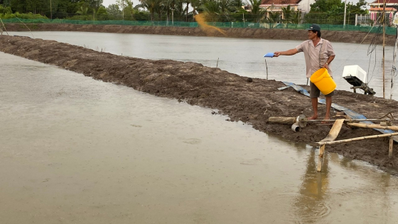 Nuôi dày đặc thành công một loại cá ngon, một nông dân Cà Mau bắt hàng tấn, bán 120.000 đồng/kg