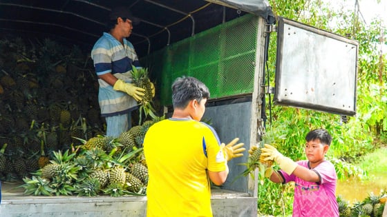 Vừa sáp nhập tỉnh Kiên Giang, An Giang xong, loại quả ngon này tăng giá tốt, nông dân phấn chấn