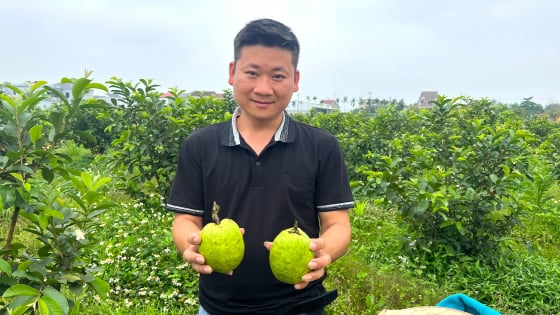 Gác bằng đại học, thanh niên Hà Tĩnh về quê làm ông chủ vườn ổi, thu nhập nửa tỷ đồng/năm