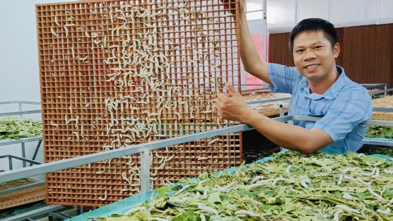 Lắp dàn điều hòa cho đàn tằm, kén nhiều hẳn lên, nông dân Hà Tĩnh thu hàng trăm triệu/năm