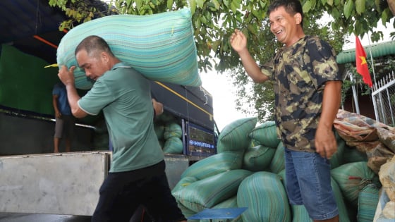 Cánh đồng lúa lớn nhất Lâm Đồng được mùa được giá, vừa gặt xong thương lái đã chờ sẵn trên bờ khuân đi ngay