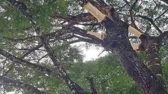 Vì sao 2 cây cổ thụ trăm tuổi ở xã này của tỉnh Quảng Ngãi mới lại tự dưng bị lột vỏ?